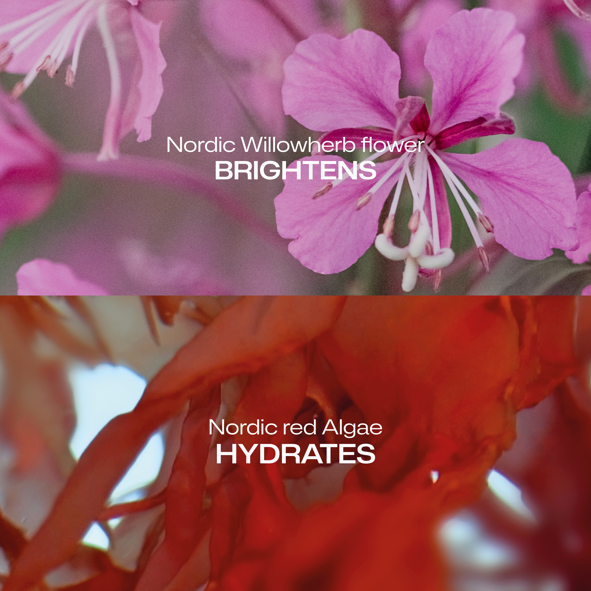 Dewy Glow Setting Spray